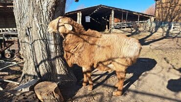 питбуль вязка: Продаю | Баран (самец) | Гиссарская | На забой, Для разведения | Племенные — 7