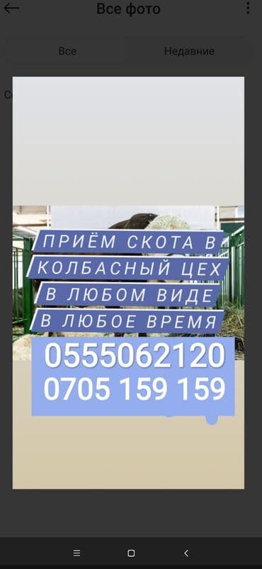 Куплю | Коровы, быки, Лошади, кони, Другие с/х животные | Круглосуточно, Любое состояние, Забитый at lalafo.kg Куплю | Коровы, быки, Лошади, кони, Другие с/х животные | Круглосуточно, Любое состояние, Забитый