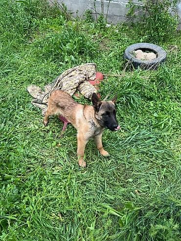 купить таксу: Щенок среднего размера, короткошёрстный, рыжего окраса с чёрной — 4