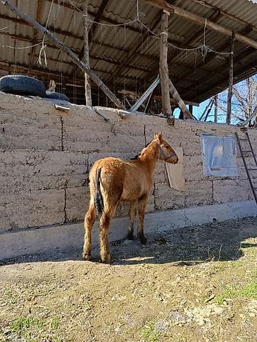 щенки дратхара: Продаю | Кобыла (самка) | Дончак | Рабочий | Племенные — 2