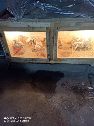 Жаны таза жожо багуу учун брудер сатылат