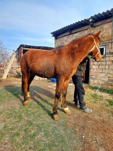 продам козу дойную: Продаю | Жеребец | На забой — 4