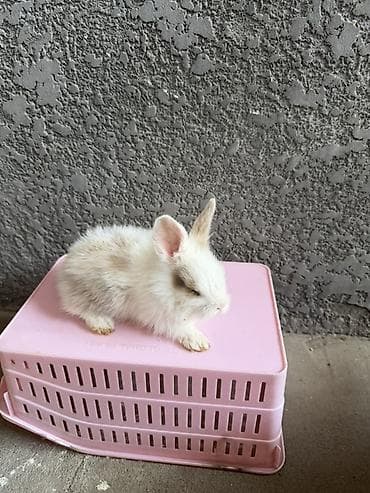 яйца фазан: Карликовые декоративные кролики (пуховые, «львиноголовые» типы) — 10