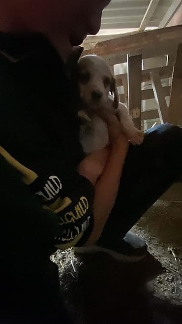 французский бульдог цена щенка: Щенок (примерно малыши породы мелкого/среднего типа) с короткой белой — 2