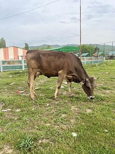 дойная карова: Продаю | Корова (самка) | Для молока — 2