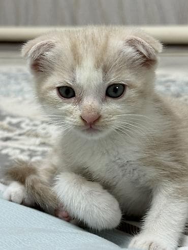 cat sofa: Шотландский вислоухий котёнок (Scottish Fold) Возраст: 2 месяца — 2