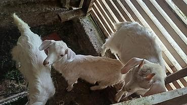 ленточные гуси купить: Продаю | Козлёнок — 2