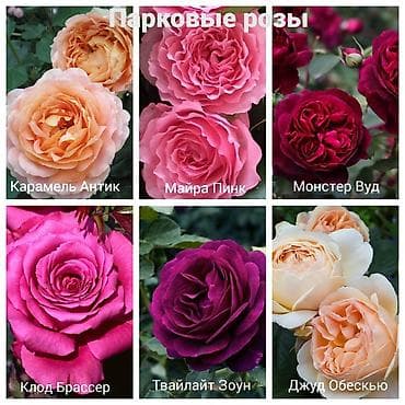колючки: Https://t.me/blooming_garden_kg Редкие и эффектные декоративные — 10