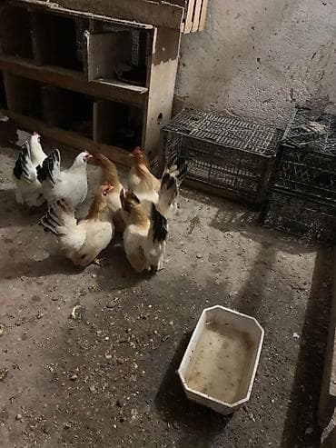 будка для алабая: Продаю | Куры, Петух — 2