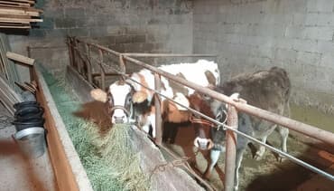 собака булдок: Сатам | Кунаажын | Аргын | Көбөйтүү үчүн, Бордоп семиртүү үчүн — 2