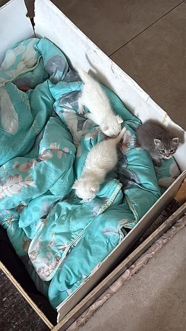 cat sofa: Котята домашние, помёт из трёх малышей: - 2 белых короткошёрстных - 1 — 1