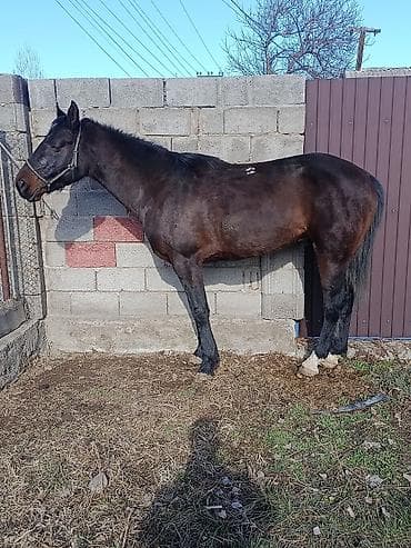 китайская хохлатая собака: Продаю | Жеребец | Конный спорт — 1