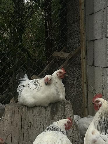 кохинхин карликовый: Продаю | Куры | Брама | Для разведения — 3