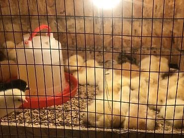 коты бишкек: Сатам | Балапандар | Бройлер | Союуга — 5