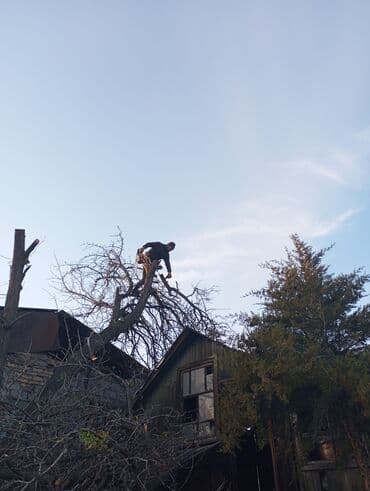 Спил самых опасных деревьев гарантия -цены приятные как и работа