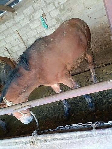 алабай: фото щенки: Продаю | Жеребец | Рабочий — 4