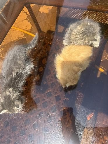 black cat: Котята домашние, пушистые, разного окраса: - светло-кремовые с — 7