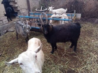 Кошки: Продаю | Козёл (самец) | На забой, Для разведения — 2