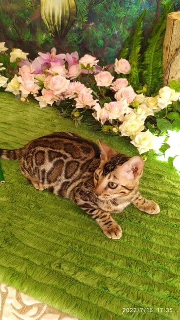 бенгальский леопардовый кот: Бенгальский котик Мальчик. 5мес. Невероятно красивый контрастный с — 26