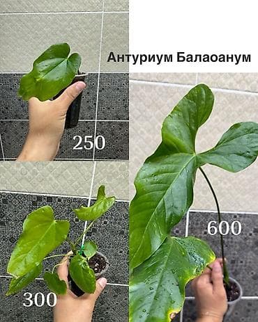 Дом и сад: Комнатные растения в стаканчиках: - Птерис критский — 250 Ажурный — 4