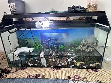 ат сатам: Черепаха красноухая, известная своими яркими красными или оранжевыми — 5