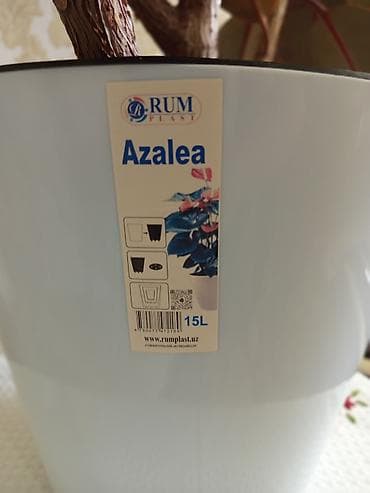 азия пелес: Фикус эластика (каучуконосный), крупномер в декоративном горшке. - — 3