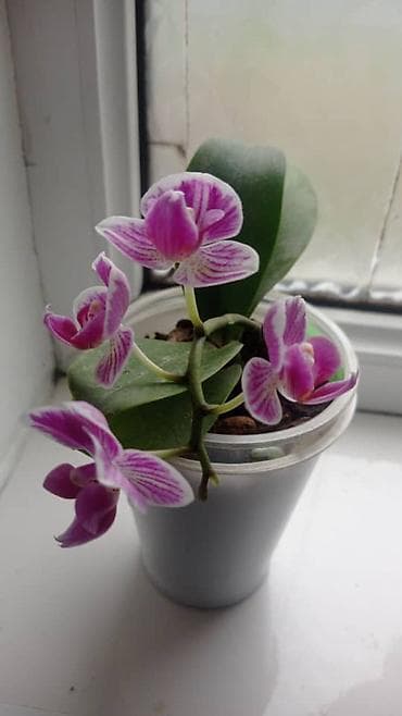 светильник аквариум: Мини-орхидея фаленопсис в прозрачном пластиковом стаканчике. - Тип — 1