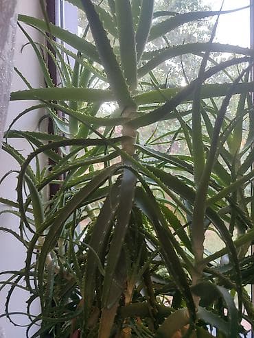 Комнатные растения: Алоэ (Aloe arborescens), взрослое комнатное растение в горшке — 2