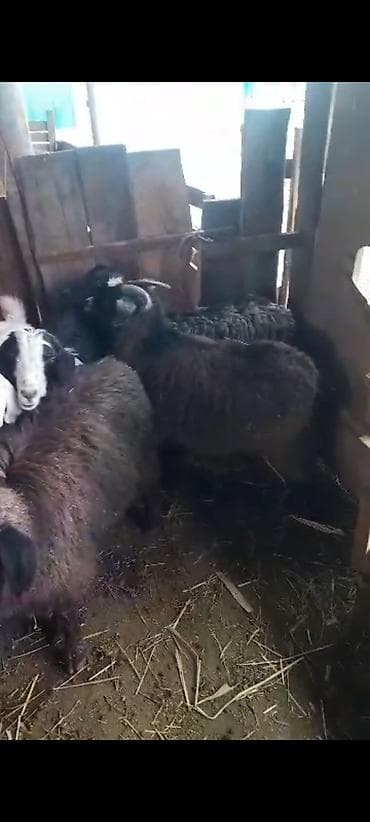 брама белый: Продаю | Коза (самка) — 2