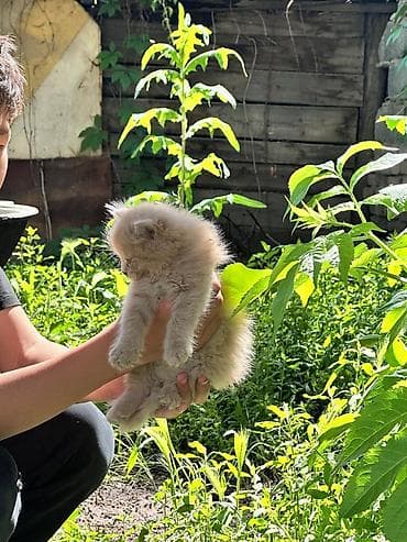 кошка сибирская: Два мальчика, отец привозной, породистые сибирские котята😍Пушистые — 2