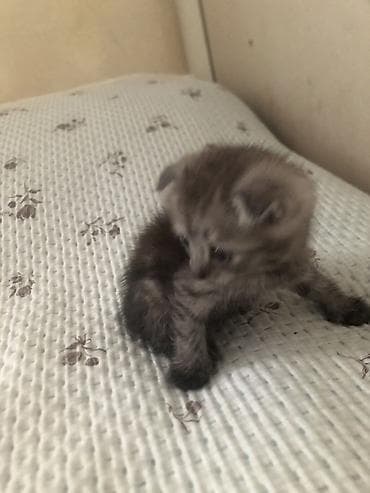Продажа кошек: Представляем домашнюю кошку, которая может стать прекрасным — 8