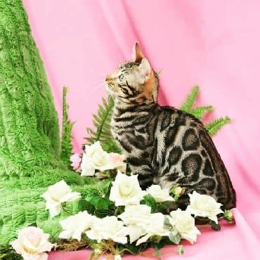 сколько стоит котенок британской золотой шиншиллы: Внимание бишкек .!! . Питомник бен гла мур предлагает чудесных — 4