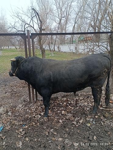 Коровы, быки: Продаю | Бык (самец) | Абердин-ангус | На забой, Для разведения, На откорм | Осеменитель, Искусственник — 9