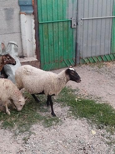 баш кой: Продаю | Овца (самка), Баран (самец) | Романовская | Для разведения — 2