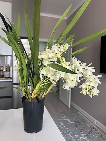 мир света: Орхидея в горшке — белоцветковый сорт (похож на цимбидиум мини). - — 3