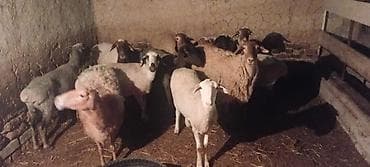 мясо на ошском рынке: Продаю | Овца (самка) — 2