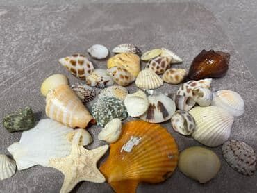 дом для птиц: В продаже 1 ракушки общий 200 сом Исскуственые растение по 35 Сомов — 2