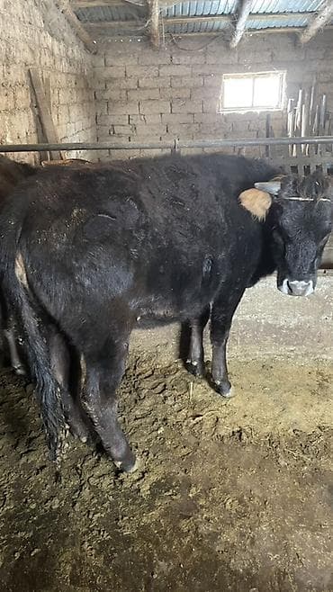 сосиска собака: Продаю | Тёлка | На откорм | Нетель — 2