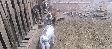 Үй жаныбарлары: Сатам | Улак | Аргын | Көбөйтүү үчүн — 3