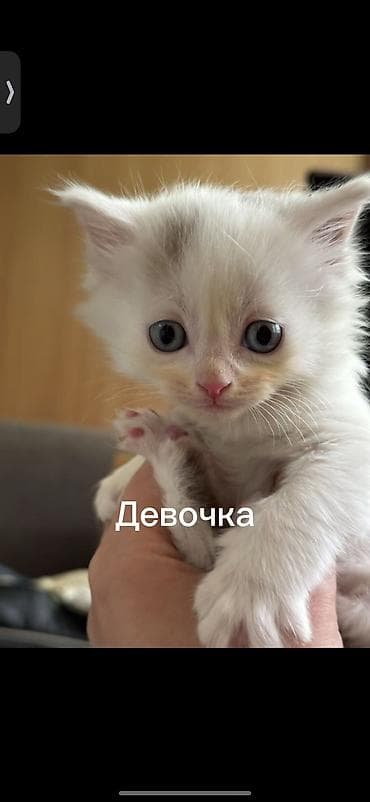 Кошка даром: Беспородная, 3 месяца, Девочка