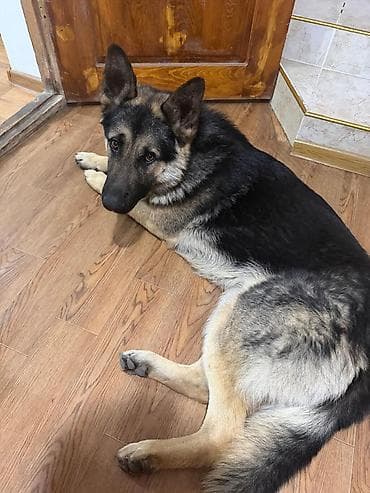 Иттер сатылат: Немис овчаркасы, 9 айлык, Эркек, Эмделген — 1