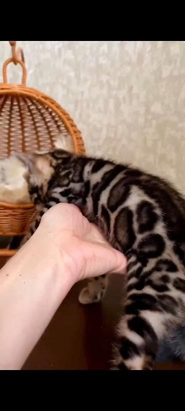 Продажа кошек: Бенгальская, 3 месяца, Девочка, Шоколадный, Приучена к лотку, Проглистована, С документами — 9