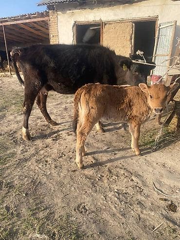 подстилка для коров: Продаю | Корова (самка) | Полукровка | Для молока | После отела — 1