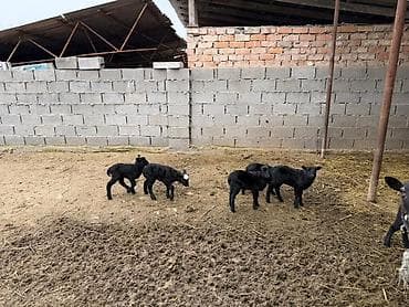 Рыбы: Продаю | Овца (самка) | Для разведения | Матка — 2