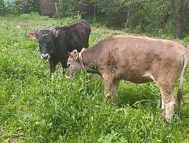 корови: Продаю | Тёлка, Музоо, торпок | Для разведения — 10