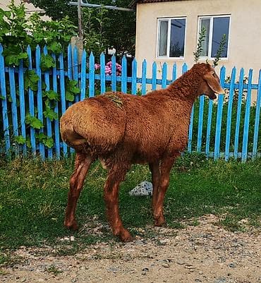 перья птиц: Продаю | Ягненок, Баран (самец) — 4