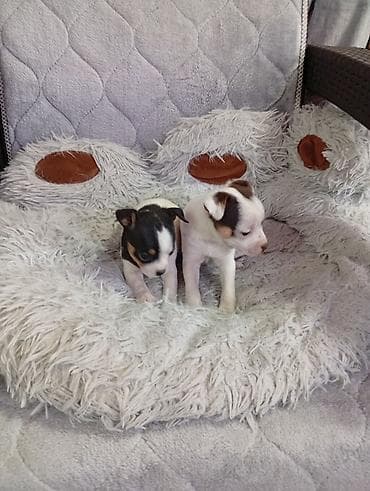 кошка манчкин: Щенки мелкой породы (тип чихуахуа/той): два короткошёрстных щенка — 3