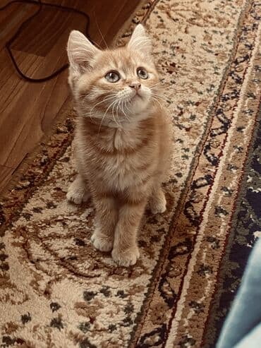 вислоухие коты: Отдам котят даром в добрые руки Эти котята станут дружелюбными — 3