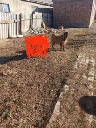 Кемирүүчүлөр: Сатам | Теке (эркек) | Союуга, Көбөйтүү үчүн | Асыл тукумдуу — 1