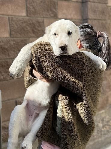 алабой: Алабай, 3 месяца, Самец, С прививкой — 3